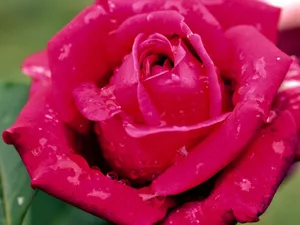 Macro shot of a beautiful red rose with dewdrops on its petals, showcasing vibrant colors. jigsaw puzzle