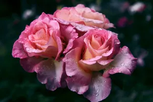 Vibrant pink roses with dew drops captured in a serene garden setting. jigsaw puzzle