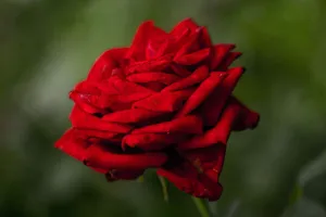 Stunning red rose with dew drops on petal, showcasing nature's beauty and freshness. jigsaw puzzle