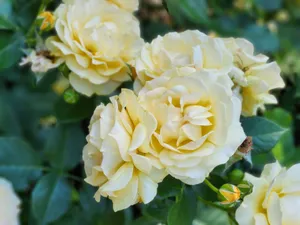 Close-up of blooming yellow roses in a garden, showcasing natural beauty and vibrant petals. jigsaw puzzle
