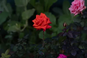 Close-up of a vibrant red rose blooming in a lush garden. jigsaw puzzle