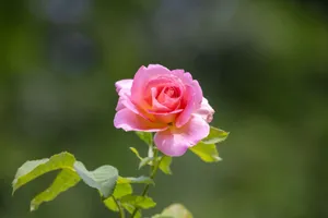 A vibrant pink rose in full bloom during spring in Southborough, Massachusetts. jigsaw puzzle