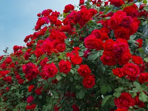 A lush shrub of vibrant red roses blooming outdoors under a clear blue sky, showcasing nature's beauty. jigsaw puzzle