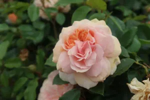 A beautiful pink rose in full bloom surrounded by lush green leaves, capturing nature's elegance. jigsaw puzzle
