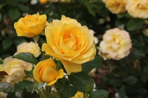 Close-up of vibrant yellow roses in full bloom in a garden setting, Toronto. jigsaw puzzle