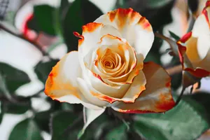 Close-up shot of a vibrant orange-tipped white rose in full bloom, showcasing delicate petals. jigsaw puzzle
