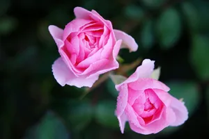Macro shot of two vibrant pink roses with dew droplets, showcasing nature's delicate beauty. jigsaw puzzle