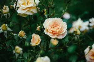 Captivating peach rose in full bloom surrounded by lush foliage, showcasing nature's delicate beauty. jigsaw puzzle