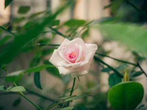 A delicate pink rose blooming in an outdoor garden, capturing the essence of natural beauty and serenity. jigsaw puzzle