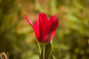 A close-up of a vibrant red tulip blooming outdoors with green foliage in the background, capturing the essence of springtime. jigsaw puzzle