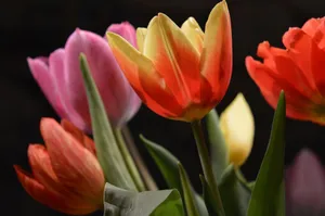 A vivid display of blooming multicolored tulips, showcasing the essence of spring's beauty. jigsaw puzzle