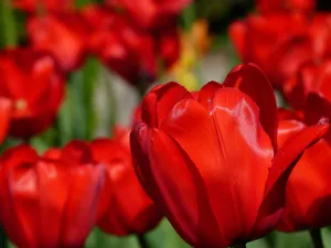 Close-up photography of vivid red tulips capturing the vibrant colors and delicate petals. jigsaw puzzle