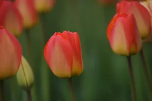 Close-up of vibrant red tulips in full bloom with soft focus background, showcasing natural beauty. jigsaw puzzle