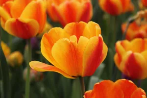 Bright orange and yellow tulips in full bloom capture the essence of spring's vibrant beauty. jigsaw puzzle