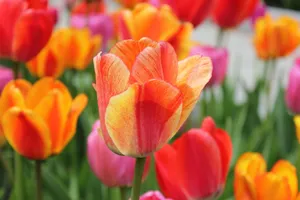 Brightly colored tulip flowers in full bloom, showcasing vibrant spring hues and natural beauty. jigsaw puzzle