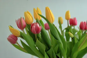 Close-up of vibrant pink and yellow tulips with green leaves on a neutral background. jigsaw puzzle