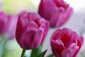 Beautiful close-up of pink tulips in full bloom captures the essence of spring. jigsaw puzzle