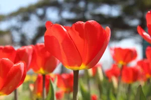 Close-up of vibrant red tulips blooming in a sunlit garden during spring. Perfect for nature themes. jigsaw puzzle