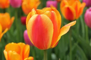 Close-up of vibrant orange and red tulips blooming in Montreal, capturing the essence of spring. jigsaw puzzle