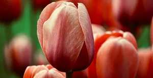 Detailed close-up of a blooming pink tulip with blurred background, capturing the delicate petals. jigsaw puzzle