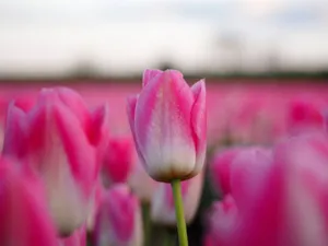 Close-up of vivid pink tulips blooming in a field, creating a vibrant spring scene. jigsaw puzzle