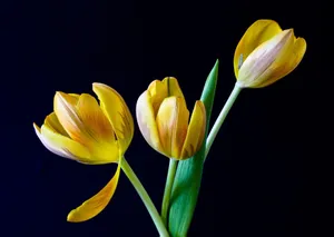 A close-up of vibrant yellow tulips on a contrasting black background, showcasing the beauty of spring flowers. jigsaw puzzle