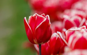 Close-up of vibrant red tulip flowers in a blooming field of tulips during springtime. jigsaw puzzle