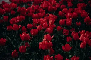 A stunning display of red tulips in full bloom, capturing the essence of spring and nature's beauty. jigsaw puzzle