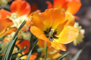 Close-up of vibrant orange tulips in full bloom during spring in Toronto, Canada. jigsaw puzzle