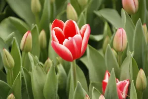 Beautiful red tulip blooming among green leaves, adding vibrancy and life. jigsaw puzzle