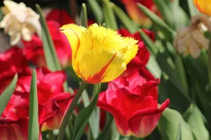 A colorful close-up of bright yellow and red tulips in a garden setting. jigsaw puzzle