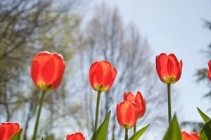 Beautiful red tulips basking in bright spring sunlight with blurred trees in the background. jigsaw puzzle
