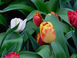 Colorful tulips in bloom with vivid green leaves, capturing spring's beauty. jigsaw puzzle