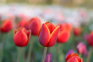 A close-up of vibrant red tulips in full bloom, capturing the essence of springtime. jigsaw puzzle