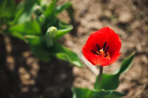A stunning close-up of a vibrant red tulip in full bloom, showcasing its delicate petals. jigsaw puzzle