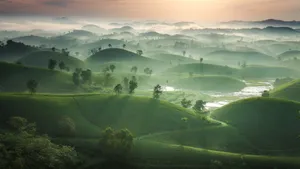 Serene sunrise view of mist-covered tea hills in Phú Thọ, Vietnam, showcasing nature's beauty. jigsaw puzzle