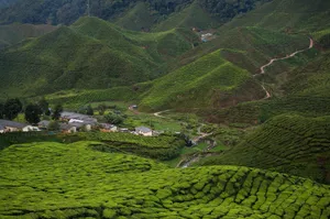Explore lush tea plantations with rolling green hills in this stunning rural landscape, perfect for travel and nature lovers. jigsaw puzzle