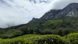 Green tea plantation with mountains and clouds in Munnar, India. jigsaw puzzle