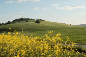 A serene landscape with blooming rapeseed fields under a blue sky, perfect spring scenery. jigsaw puzzle