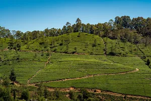 Vibrant tea plantation under clear skies in Sri Lanka's picturesque landscape. jigsaw puzzle