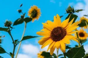 Bright sunflowers bloom under a clear blue sky, capturing the essence of summer. jigsaw puzzle