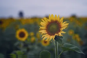 Close-up of a bright sunflower against a blurred field in India, showcasing natural beauty. jigsaw puzzle
