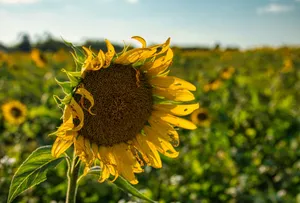 Close-up of a vibrant sunflower in full bloom against a field backdrop. jigsaw puzzle