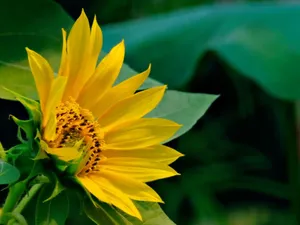 A bright sunflower in full bloom with lush green leaves in the background. jigsaw puzzle