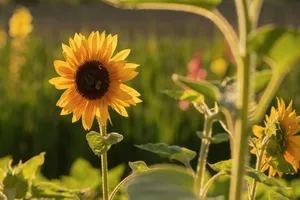 A sunflower in full bloom with sunlight streaming, depicting the essence of summer's beauty. jigsaw puzzle