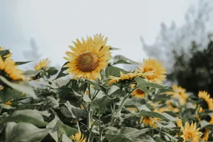 A captivating close-up of sunflowers blooming under the summer sky, symbolizing growth and beauty. jigsaw puzzle