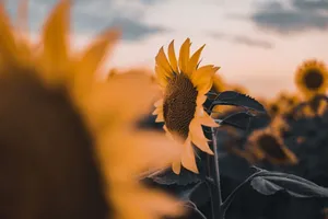 Close-up of a sunflower in a field at sunset, showcasing warm tones and soft focus. jigsaw puzzle