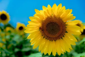 Vibrant sunflower in full bloom under a clear blue sky in India. jigsaw puzzle