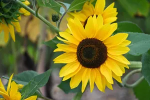Close-up of a vibrant sunflower blooming in a summer field, showcasing its bright yellow petals and lush green leaves. jigsaw puzzle