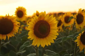 Beautiful sunflowers in bloom at sunset, showcasing vibrant summer colors. jigsaw puzzle